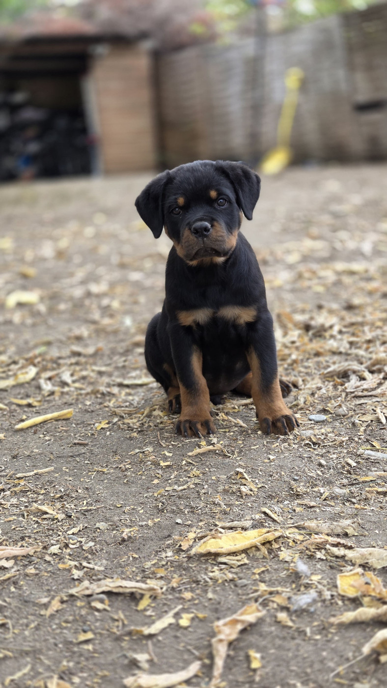 Chiot disponible